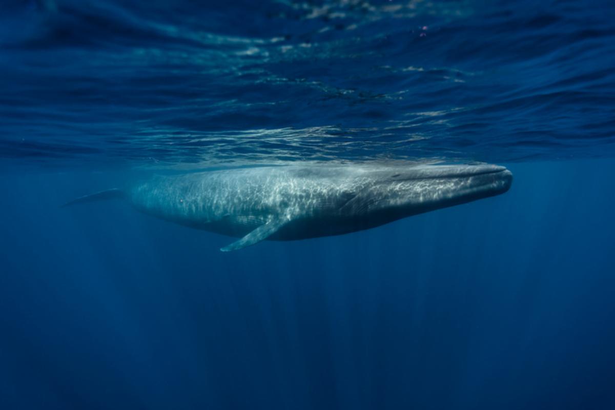 ¿La ballena azul está en peligro de extinción?