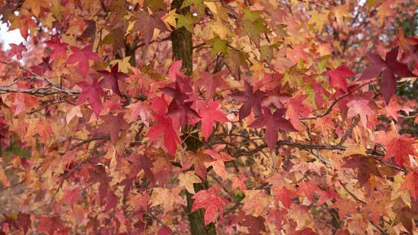 Siete árboles y arbustos ornamentales para crear un jardín espectacular - Liquidambar