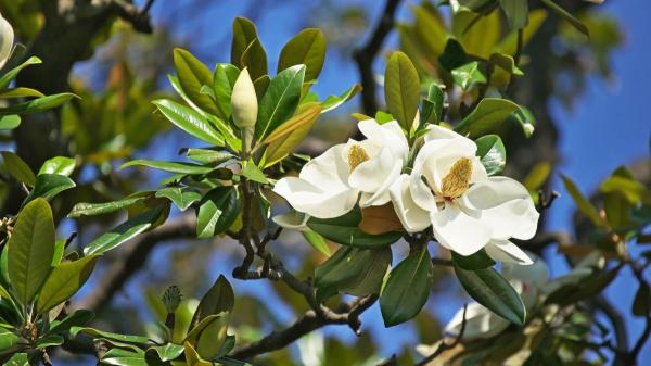 Siete árboles y arbustos ornamentales para crear un jardín espectacular - Magnolia