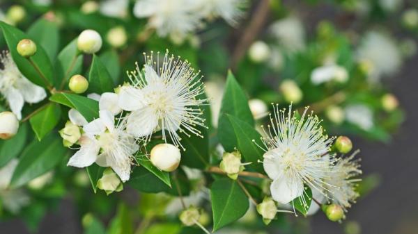Siete árboles y arbustos ornamentales para crear un jardín espectacular - Mirto