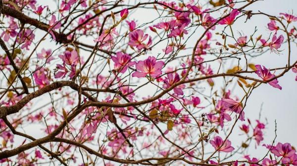 Siete árboles y arbustos ornamentales para crear un jardín espectacular - Pata de vaca 