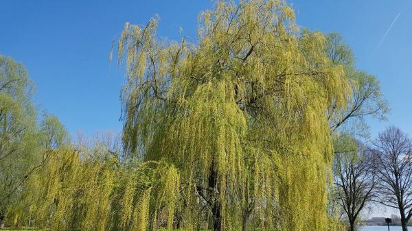 Siete árboles y arbustos ornamentales para crear un jardín espectacular - Sauce llorón