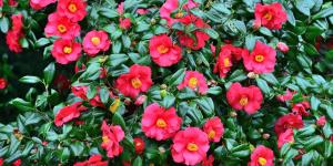 Siete árboles y arbustos ornamentales para crear un jardín espectacular