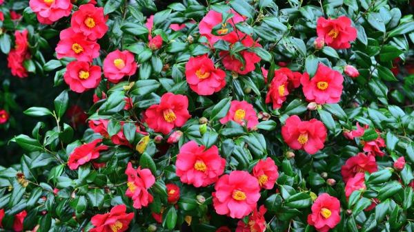 Siete árboles y arbustos ornamentales para crear un jardín espectacular