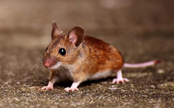 Las 7 teorías del origen de la vida - Teoría de la generación espontánea