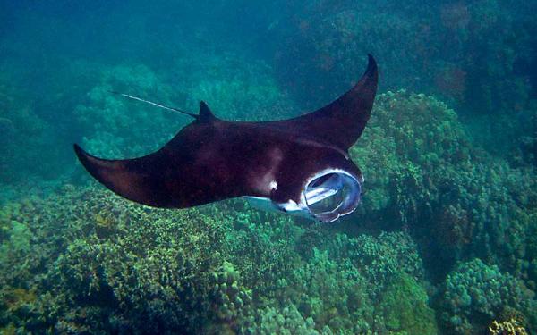 Mantarraya gigante - Alimentación de la mantarraya gigante