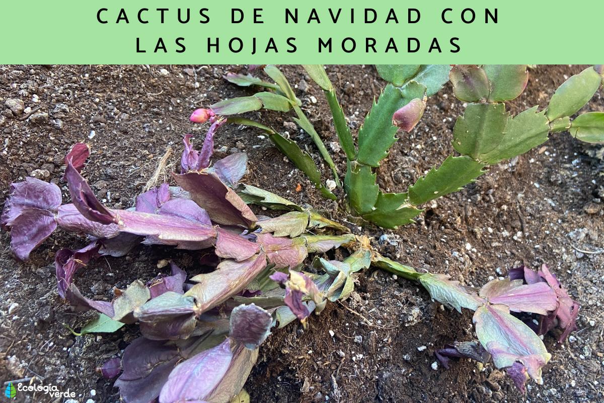 Cactus de Navidad con las hojas moradas: por qué y qué hacer