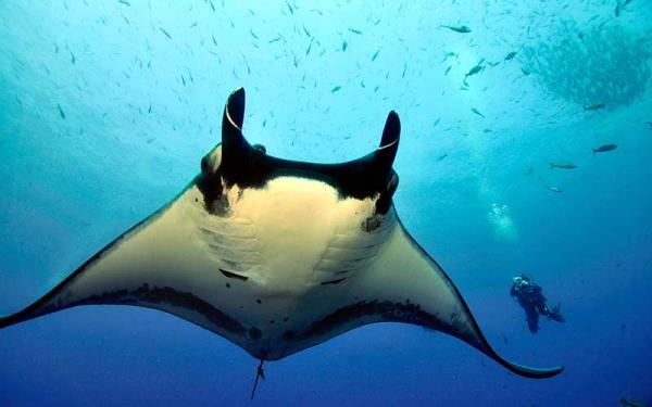 Mantarraya gigante - Características de la mantarraya gigante