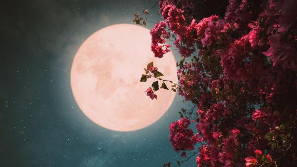 Luna de Flores 2026: cuándo será la primera luna llena de mayo, por qué se llama así y consejos para verla mejor - Cuándo es la Luna de Flores 2026: fecha y a qué hora se verá
