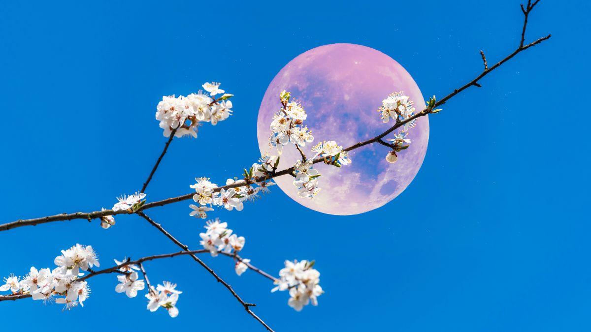 Luna de Flores 2026: cuándo será la primera luna llena de mayo, por qué se llama así y consejos para verla mejor
