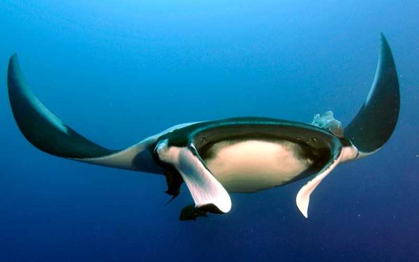 Mantarraya gigante