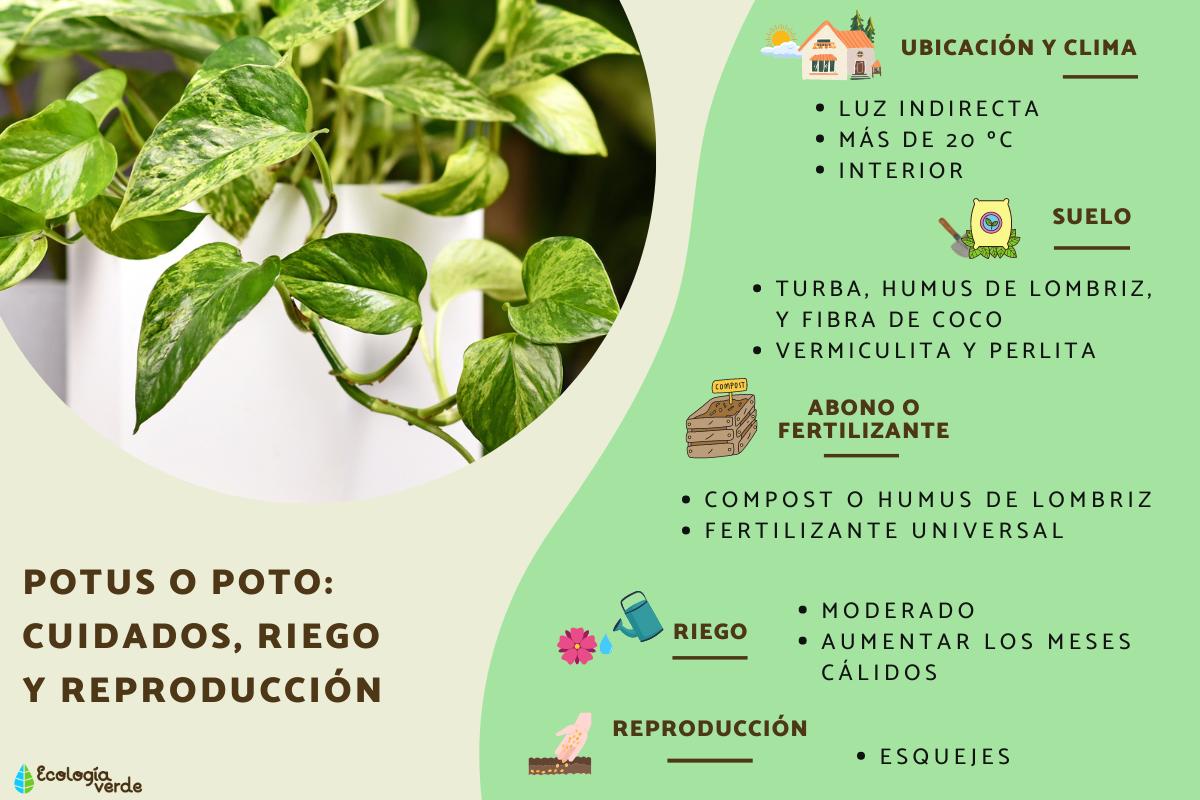 Potus o poto: cuidados, riego y reproducción