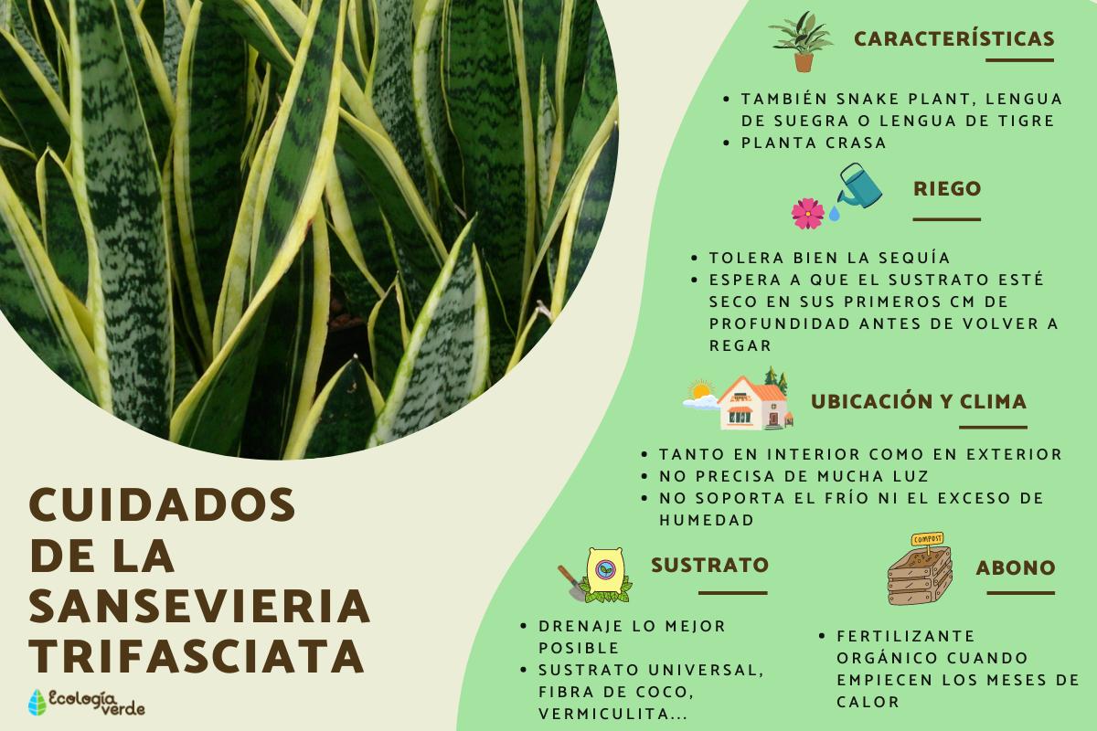 Sansevieria trifasciata: cuidados