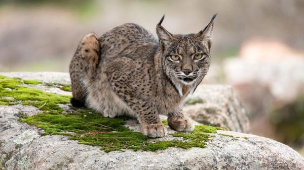 Expertos de la UCA concluyen que el lince ibérico favorece la dispersión de semillas y la regeneración de los bosques - El lince ibérico desempeña una función ecológica más importante de lo que se pensaba