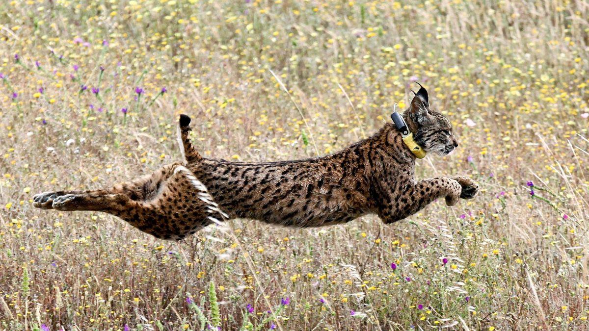 Expertos de la UCA concluyen que el lince ibérico favorece la dispersión de semillas y la regeneración de los bosques