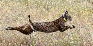 Expertos de la UCA concluyen que el lince ibérico favorece la dispersión de semillas y la regeneración de los bosques
