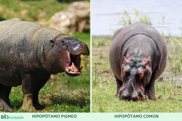 Hipopótamo pigmeo o Choeropsis liberiensis - ¿Cuál es la diferencia entre el hipopótamo pigmeo y el hipopótamo común?