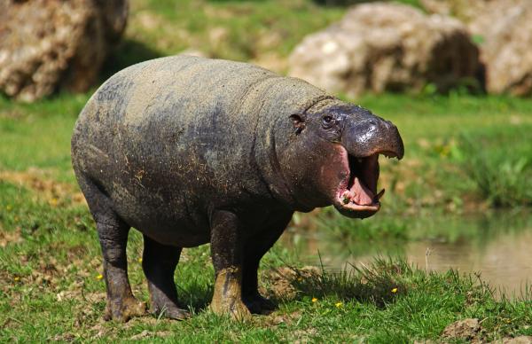 Hipopótamo pigmeo o Choeropsis liberiensis - ¿Cuáles son las características del hipopótamo pigmeo?