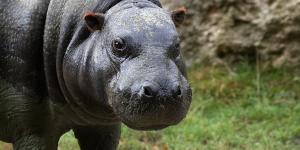 Hipopótamo pigmeo o Choeropsis liberiensis