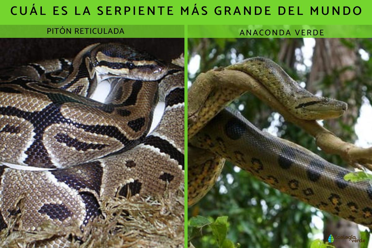 La serpiente más grande del mundo