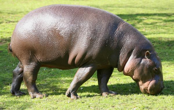 Hipopótamo pigmeo o Choeropsis liberiensis - ¿Qué come el hipopótamo pigmeo?