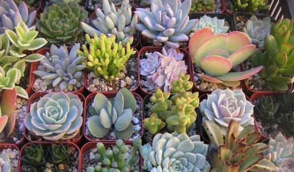 Top 3 de plantas suculentas para tu hogar - Aloe vera