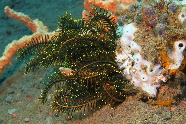 Lirios de mar: qué son, características, especies y reproducción - De qué se alimentan los lirios de mar