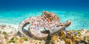 El mar frente a Cornualles se calentó hasta 4 °C y provocó la mayor invasión de pulpos de Reino Unido en 125 años