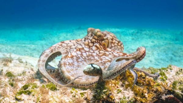 El mar frente a Cornualles se calentó hasta 4 °C y provocó la mayor invasión de pulpos de Reino Unido en 125 años