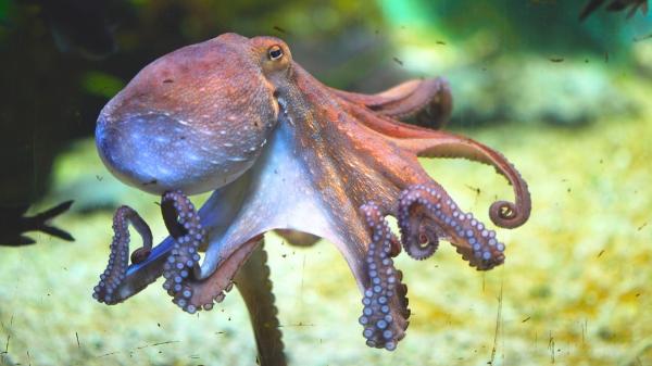 El mar frente a Cornualles se calentó hasta 4 °C y provocó la mayor invasión de pulpos de Reino Unido en 125 años - El mar se calentó hasta 4 °C y creó las condiciones perfectas para una explosión de pulpos
