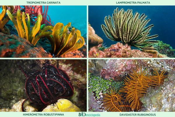 Lirios de mar: qué son, características, especies y reproducción - Especies de lirios de mar