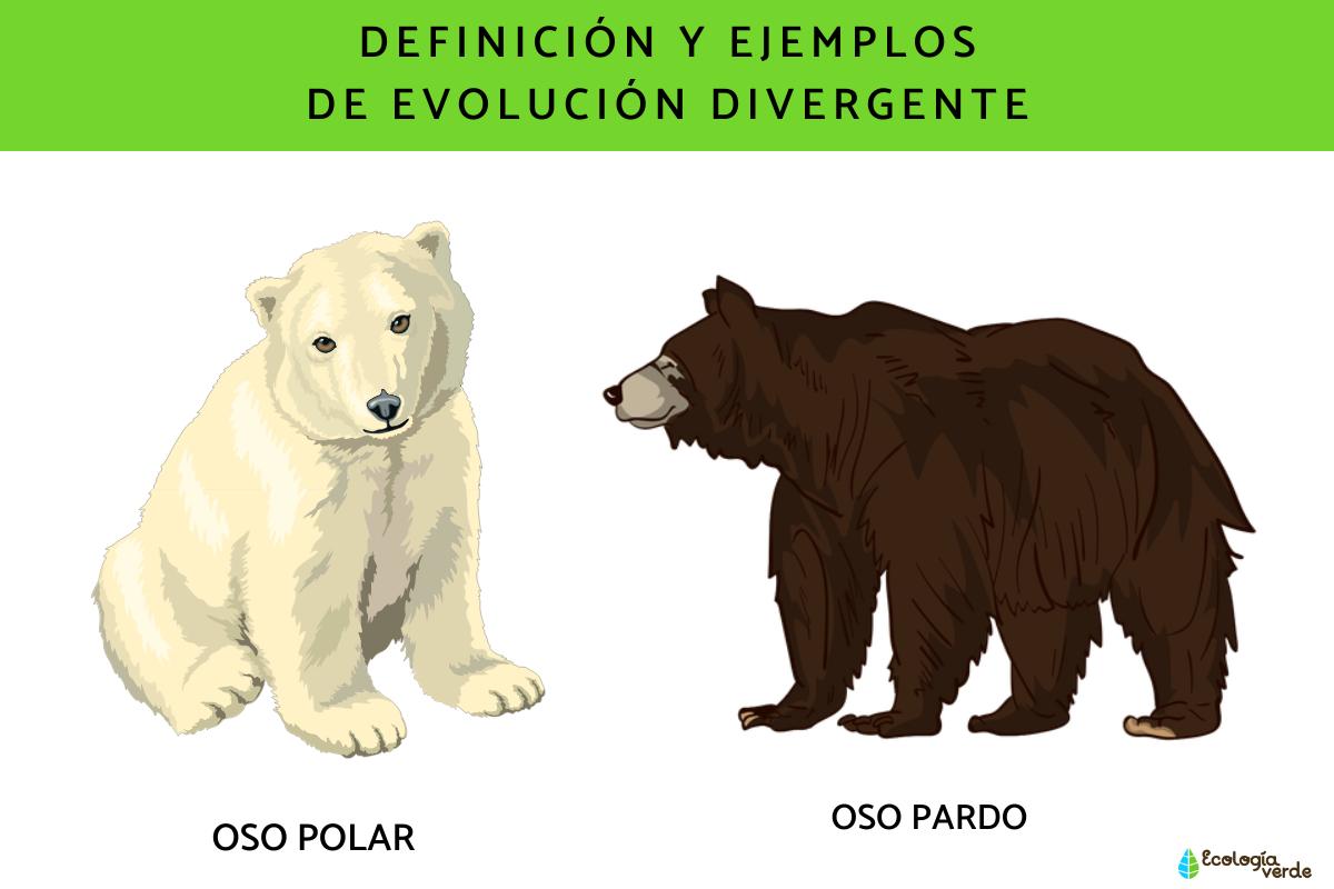 Evolución divergente: definición y ejemplos