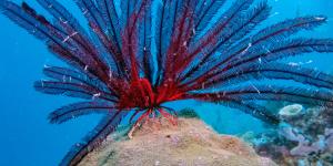 Lirios de mar: qué son, características, especies y reproducción