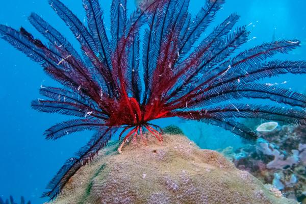 Lirios de mar: qué son, características, especies y reproducción