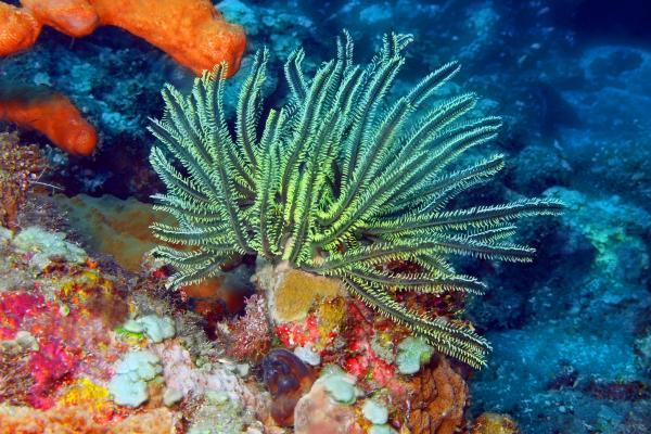 Lirios de mar: qué son, características, especies y reproducción - Qué son los lirios de mar