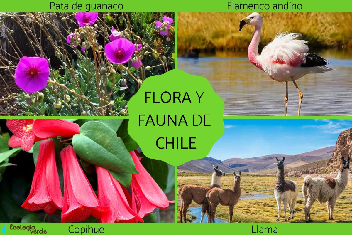 Flora y fauna de Chile