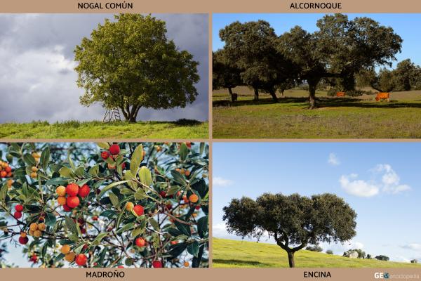 Río Tajo - Flora y fauna del río Tajo