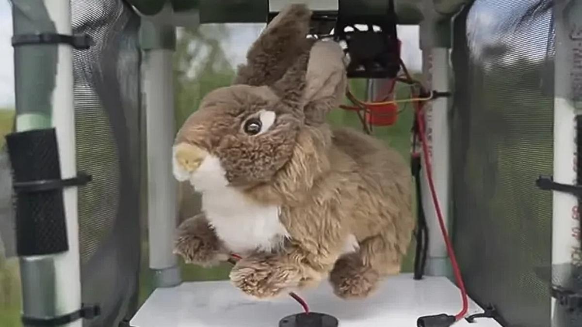 La serpiente invasora de hasta 6 metros y 90 kg en Florida tiene un enemigo inesperado: conejos robot