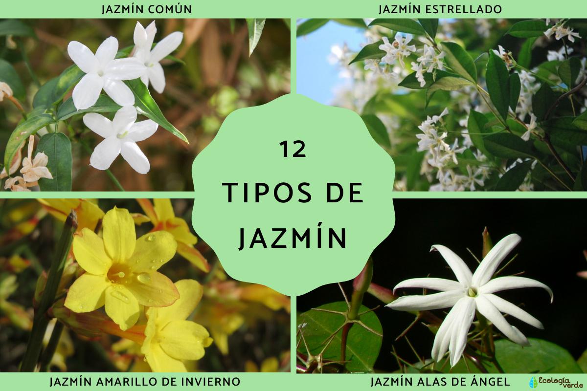 Tipos de jazmín
