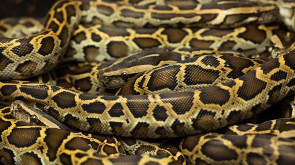 La serpiente invasora de hasta 6 metros y 90 kg en Florida tiene un enemigo inesperado: conejos robot - Una enorme serpiente que ha alterado los Everglades
