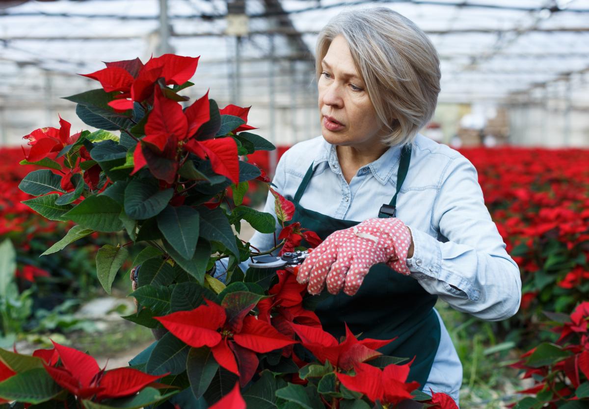 Cómo hacer esquejes de la flor de Pascua