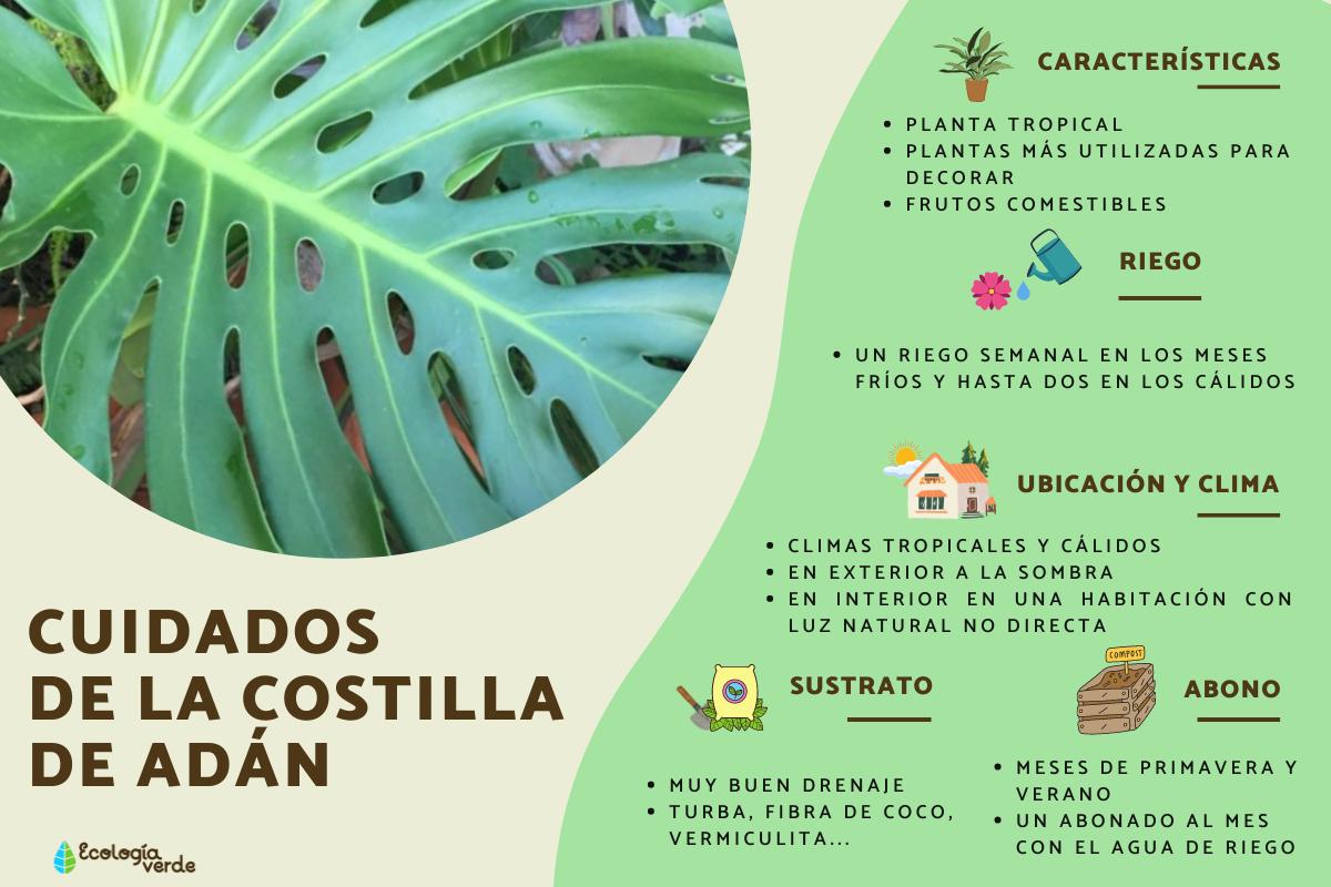 Costilla de Adán o Monstera deliciosa: cuidados