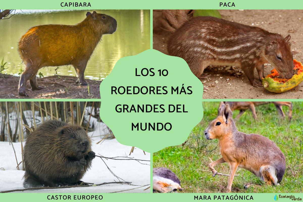 Los roedores más grandes del mundo