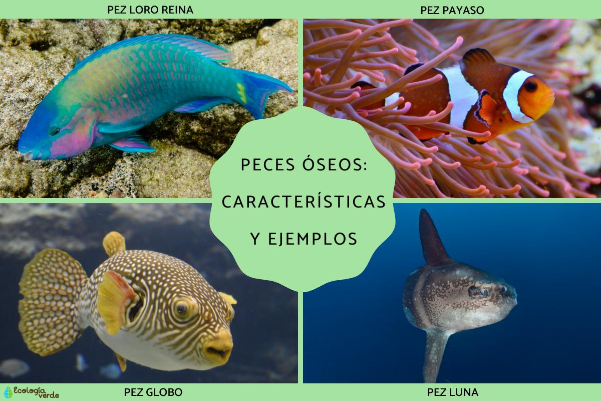 Peces óseos: características y ejemplos