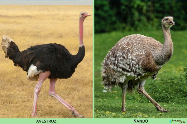 Diferencias entre avestruz y ñandú - Color del plumaje
