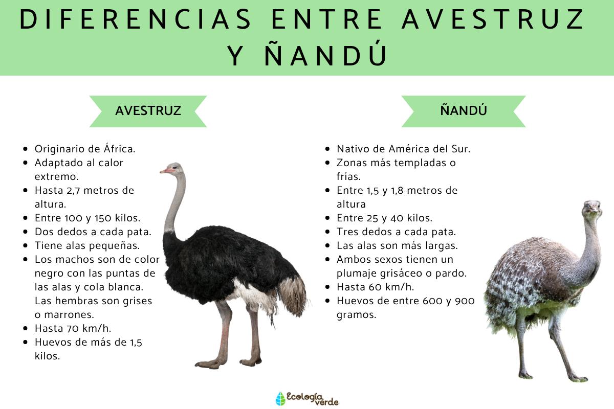 Diferencias entre avestruz y ñandú