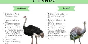 Diferencias entre avestruz y ñandú