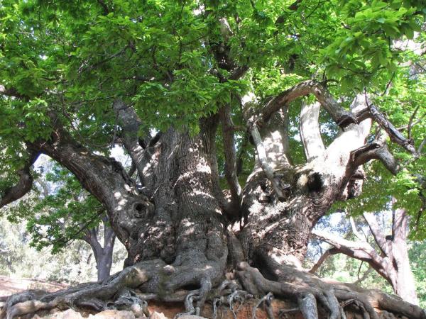 Los árboles más longevos de la Península Ibérica - El castaño, muy ibérico