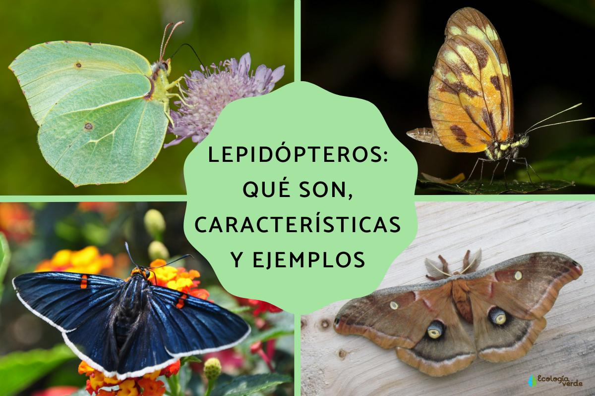 Lepidópteros: qué son, características y ejemplos