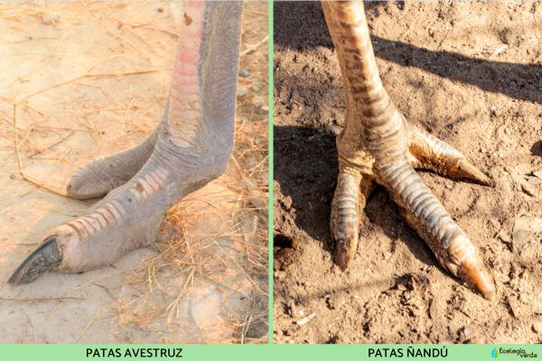 Diferencias entre avestruz y ñandú - Número de dedos en las patas